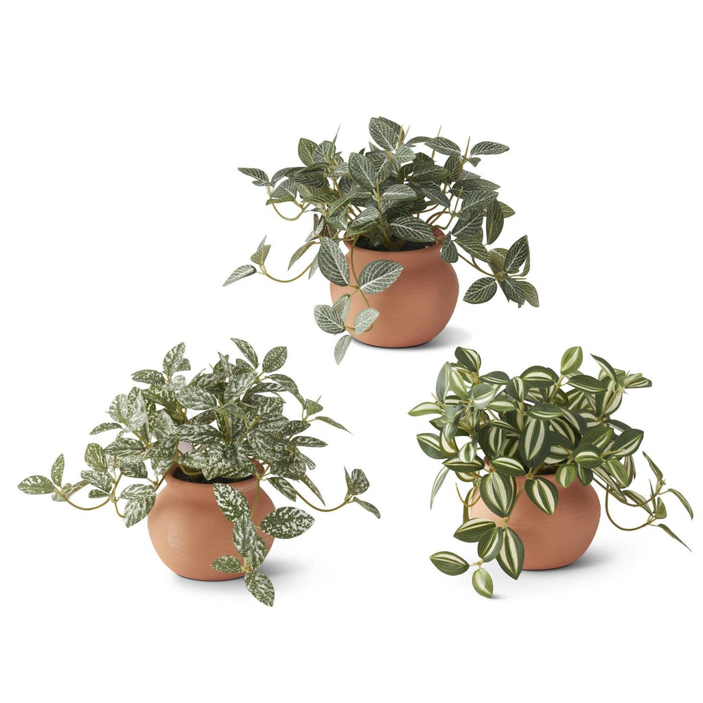 6.5 Inch Ceramic Potted Plants-Assorted