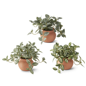6.5 Inch Ceramic Potted Plants-Assorted