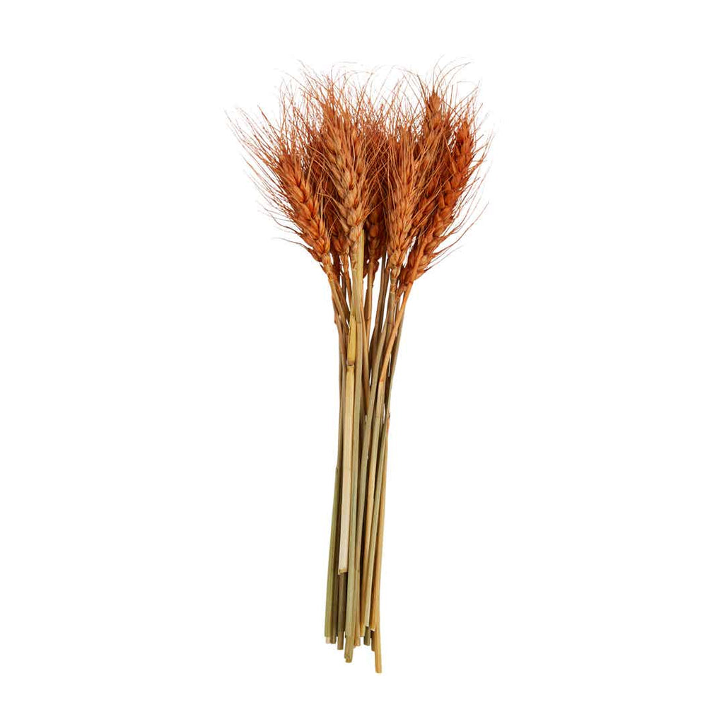 DISC-Rust SM Wheat Bundle