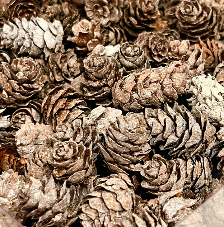Whitewashed Pinecones-Boxed