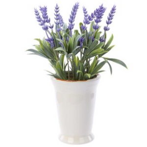 11" Lavender In Ceramic Pot