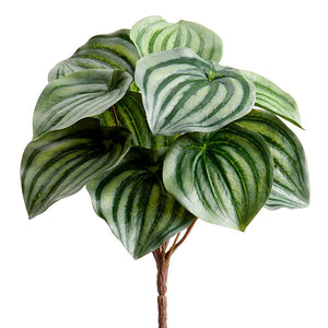 Pepperomia Leaf Bush  Green Variegated-9"