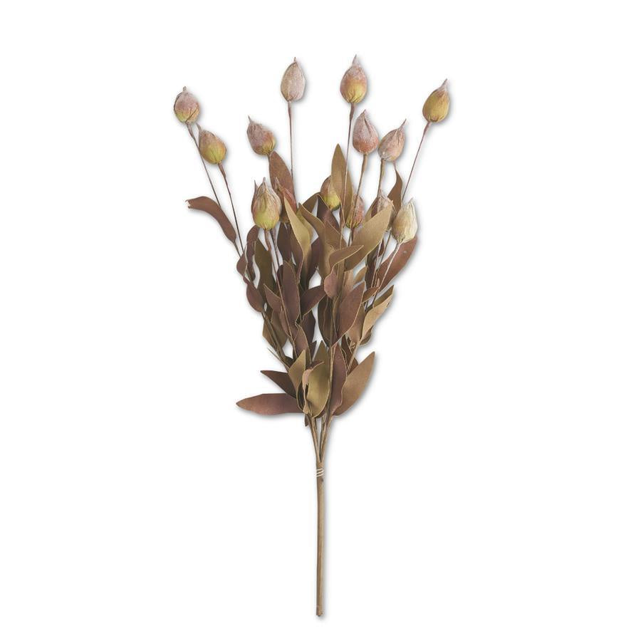 24" Burgundy & Green Sleepy Silene Eva Bush