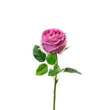 Real Touch Mauve English Rose-19